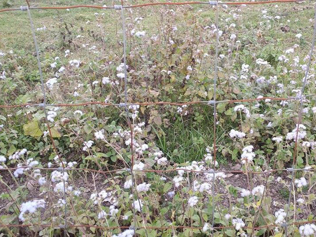 Blue Billygoat Weed has clusters of blue (and sometimes white), hair-like flowers and hairy stems.  They're considered an environmental weed because it displaces indigenous plants.  The small seeds are disseminated by wind and water and can also be spread by attaching to animals and clothing.