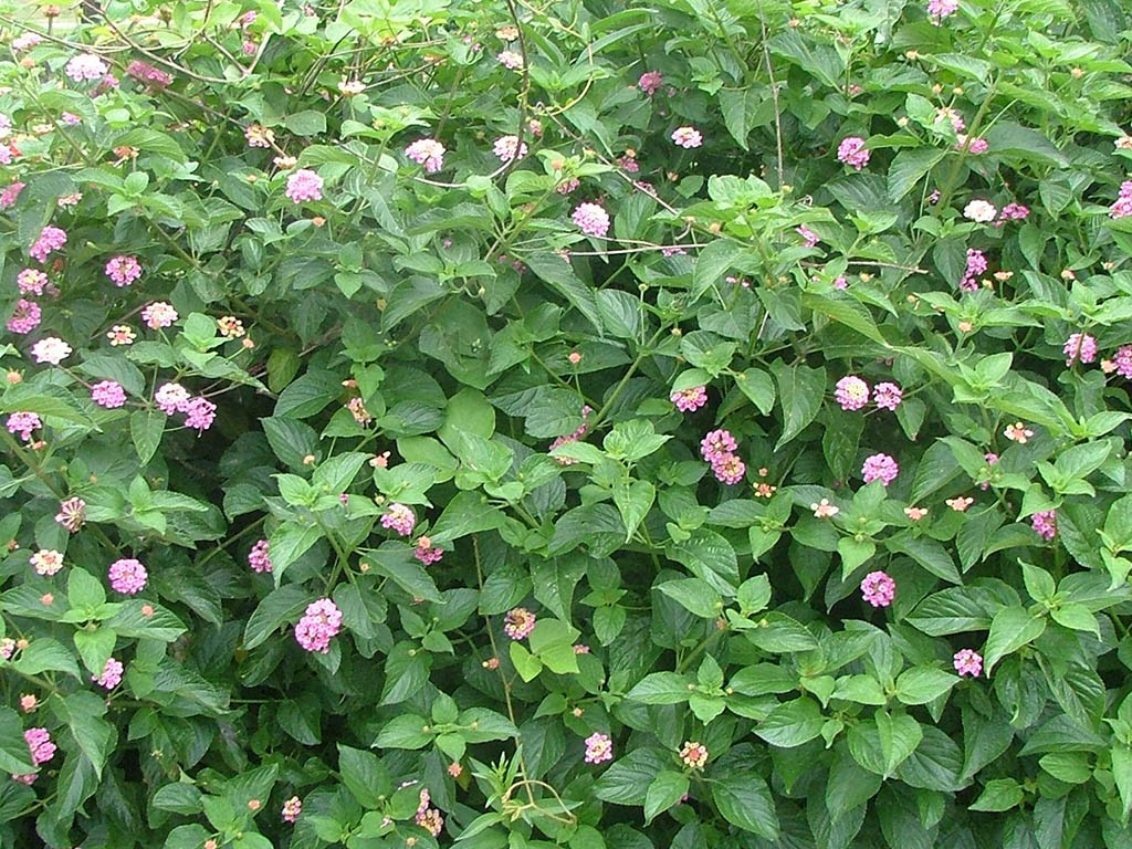 Lantana is a prickly shrub with clusters of small colourful flowers.  Physical removal, cutting the stump, and herbicides are effective.  Seeds are spread by animals and rootstock can regrow if not disposed properly.