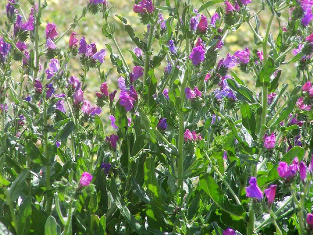 Paterson's curse is extremely toxic to livestock, and particularly accounts for many horse deaths. The flowers are often purple, but can be pink, blue and white.  It can spread by seeds and lateral roots.  It can be physically removed or controlled with herbicides.