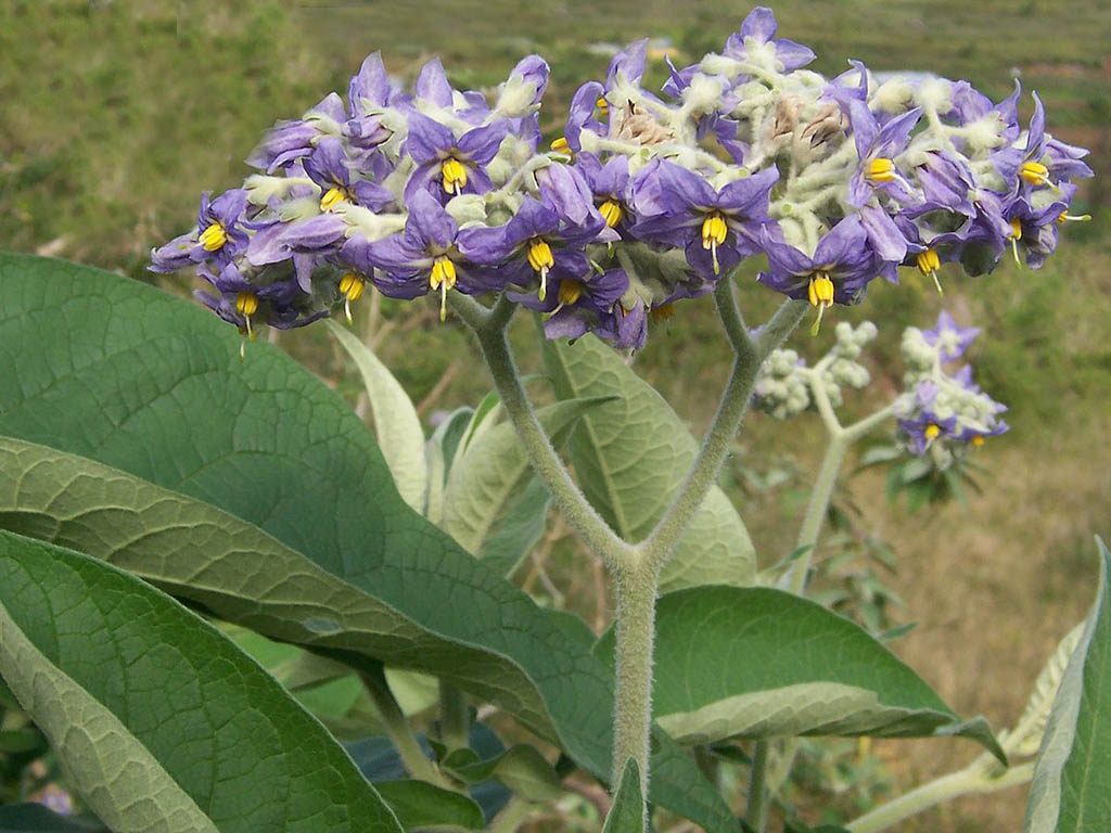 Wild tobacco is small tree with hairy leaves, purple flowers and yellow stamens.  The round yellow berries are spread by animals or poor disposal.  Cutting the stump or herbicides are the only control methods.